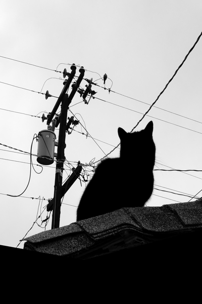 High Wire Act Print