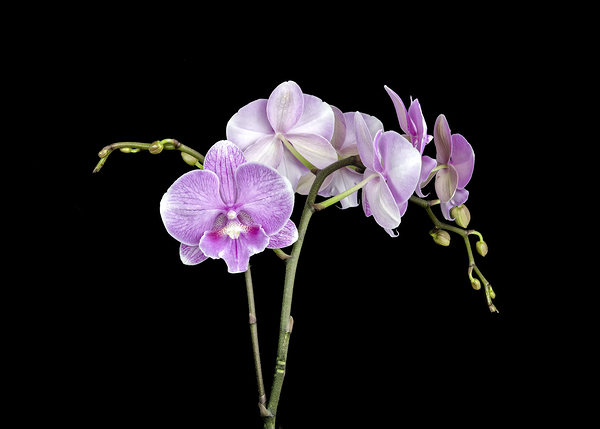 Orchid flower by Ed Ruth