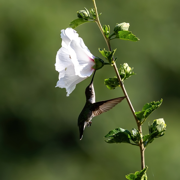 Ruby Throated Hummingbird by Doug Phillips