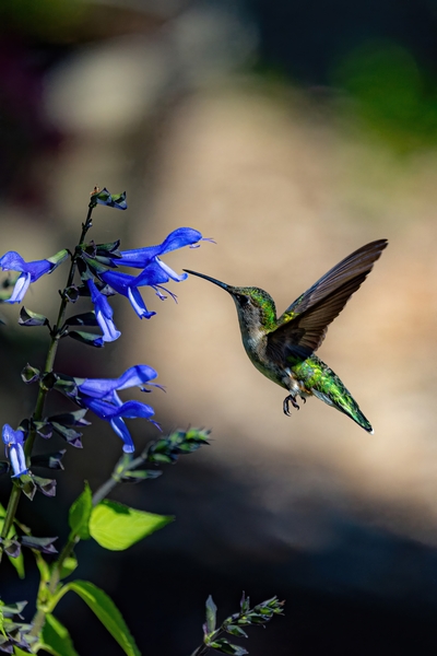 Female Ruby Throated Hummingbird by Doug Phillips