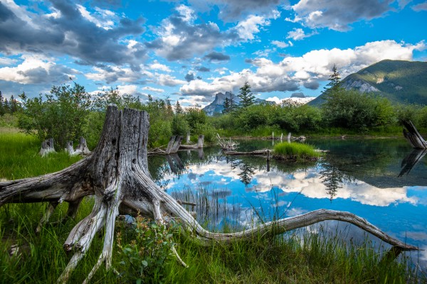 Canadas Jurassic World Print