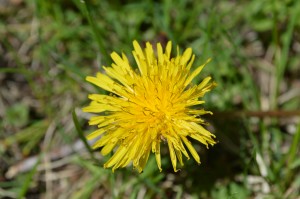 pétales3 by khalil merabet