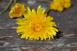 pétales2 by khalil merabet