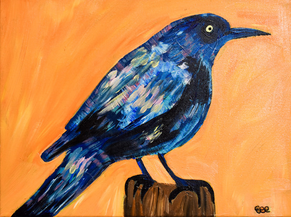 Iridescent Grackle. Erin R Print