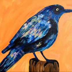Iridescent Grackle. Erin R