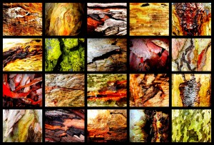 Wet Tree Bark Montage