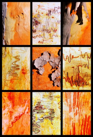 Salmon and Scribbly Gum Tree Bark