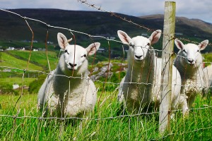 Curious Little Irish Sheep