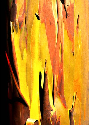 Snow Gum Tree Bark - Tasmania