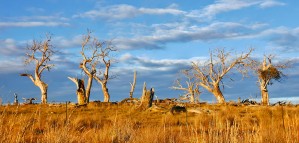Beautiful Bare Trees 2