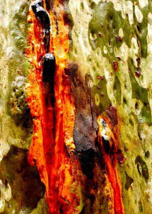 Aussie Gum Tree Bark - 11