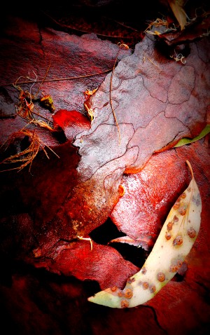 Aussie Gum Tree Bark - 10