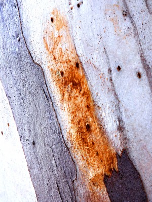 Aussie Gum Tree Bark - 20
