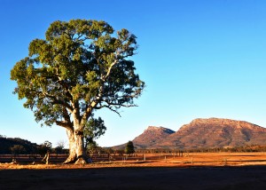 Gum Tree in Flinders Ranges 2