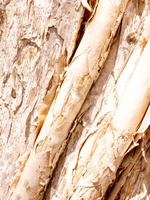 Aussie Gum Tree Bark - 7