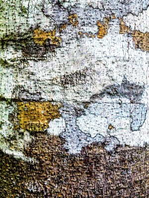 Aussie Gum Tree Bark - 2