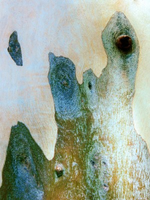 Aussie Gum Tree Bark - 14