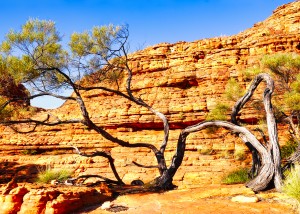 Twisted Tree - Kings Canyon