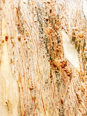 Aussie Gum Tree Bark - 1