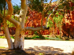 Sandy River - Ormiston Gorge