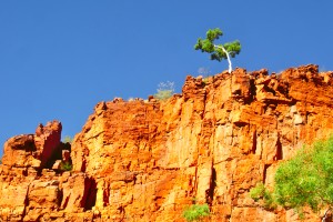 Lone Ghost Gum Tree