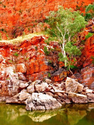 Life in the Gorge - Ormiston Gorge