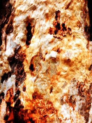 Aussie Gum Tree Bark - 19