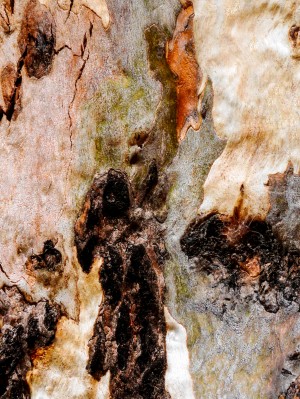 Ghost Gum Bark - 3