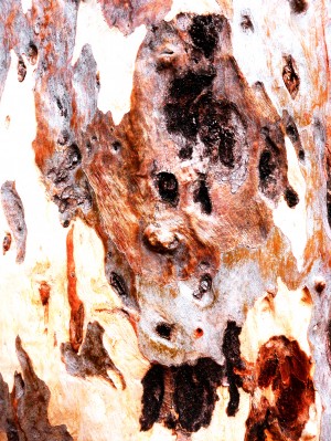 Aussie Gum Tree Bark - 17