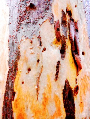 Aussie Gum Tree Bark - 21