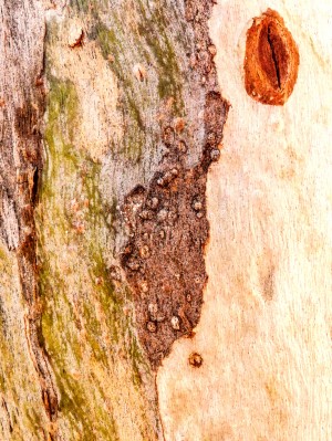Aussie Gum Tree Bark - 3