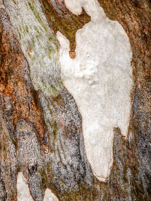 Ghost Gum Bark - 5