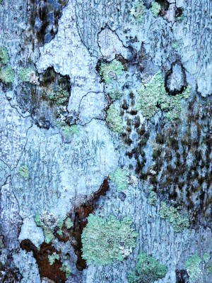 Aussie Gum Tree Bark - 12
