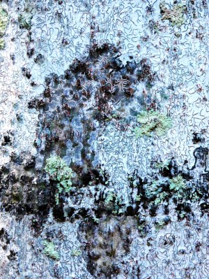Aussie Gum Tree Bark - 11