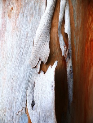 Salmon Gum Tree Bark 5