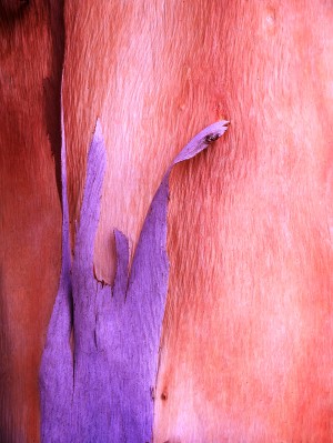 Salmon Gum Tree Bark 8