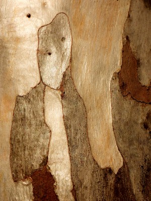 Murray Gum Tree Bark 6