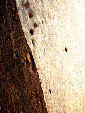 Murray Gum Tree Bark 15