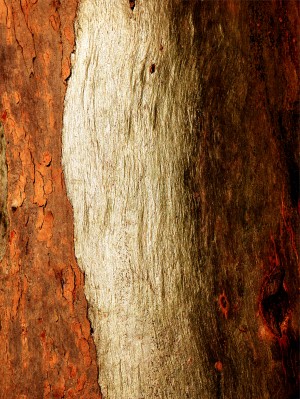 Murray Gum Tree Bark 17