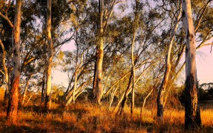 Gums on the Murray River