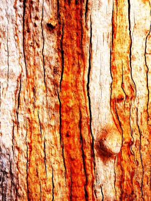 Murray Gum Tree Bark 12