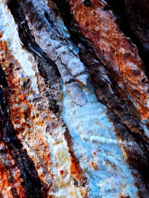 Murray Gum Tree Bark 14