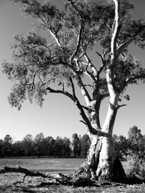 Gum Tree in the Flinders Ranges BW