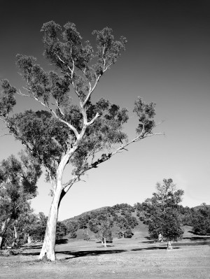 Australian Gum Tree BW