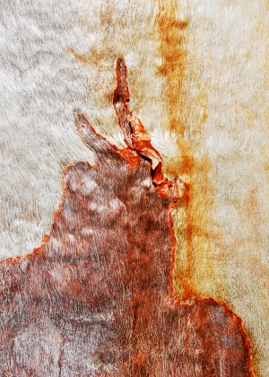 Gum Tree Bark - Flinders Ranges 2