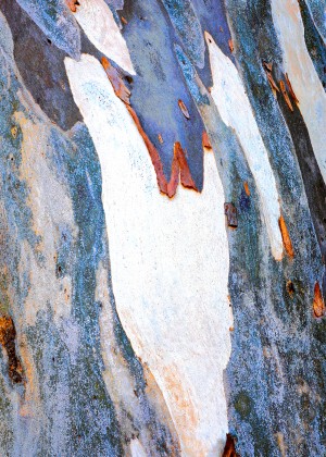 Gum Tree Bark - Flinders Ranges 1