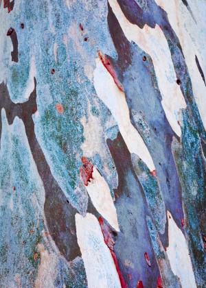 Gum Tree Bark - Flinders Ranges 5