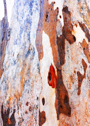 Gum Tree Bark - Flinders Ranges 7