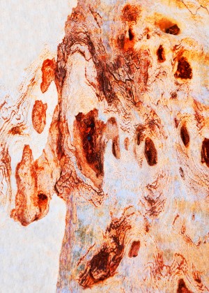 Gum Tree Bark - Flinders Ranges 10