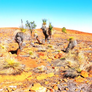 Grass Tree in the Outback 3